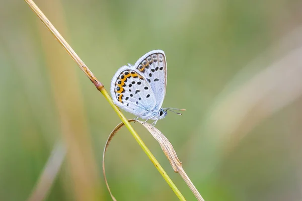 Gros plan d'un papillon bleu argenté Plebejus argus — Photo