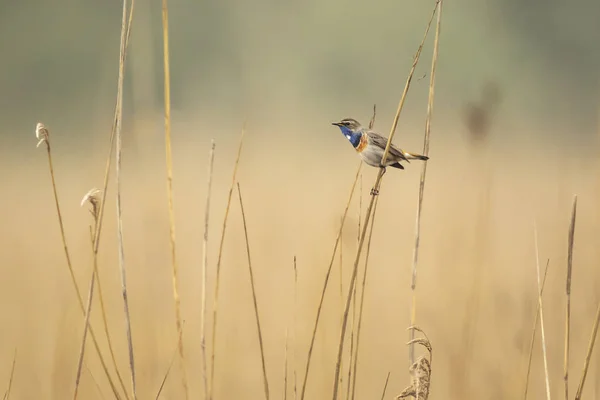 Primo piano di un uccello dalla gola blu Luscinia svecica cyanecula che canta — Foto Stock