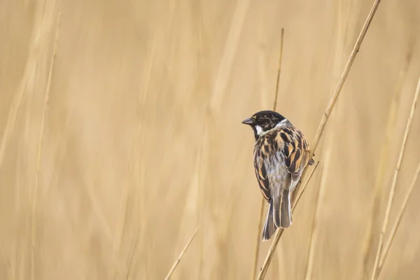 Singing reed bunting bird Emberiza schoeniclus in the reeds on a