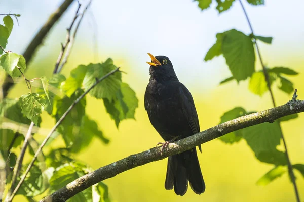 블랙버드 (turdus merula) 나무 노래 — 스톡 사진