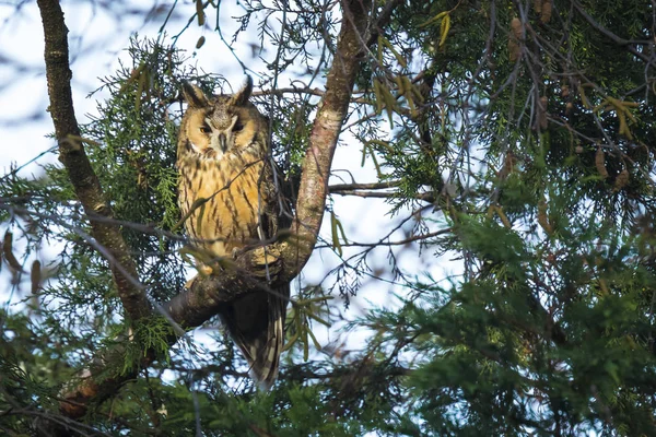 Búho de oreja larga Asio otus ave de presa encaramada en un árbol — Foto de Stock