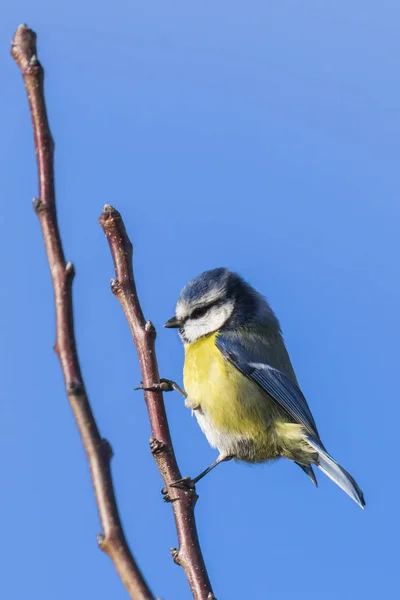 Eurasie mésange bleue oiseau Cyanistes caeruleus sur un ciel bleu clair b — Photo