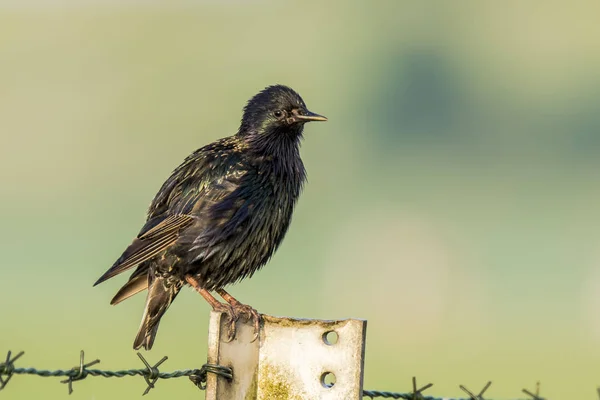 Mannelijke gemeenschappelijk Spreeuw vogel Sturnus vulgaris met mooie plumag — Stockfoto