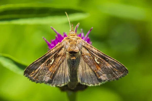 Gün aktif gümüş Y Autographa gama güve pink Tozlaşmayı bir