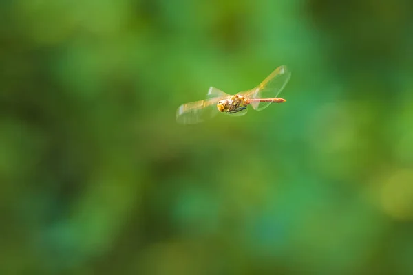 Společné vrhač dragonfly (Sympetrum striolatum) létání — Stock fotografie