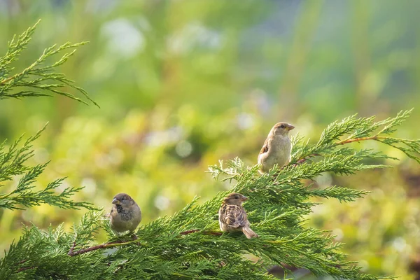 Serçe kuşu (passer domesticus) çitlerinde yiyecek arama ev — Stok fotoğraf