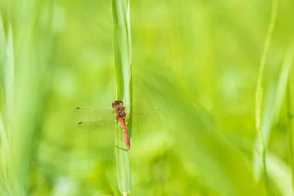 Vermelho macho Common Darter (Sympetrum striolatum) descansando em um verde — Fotografia de Stock