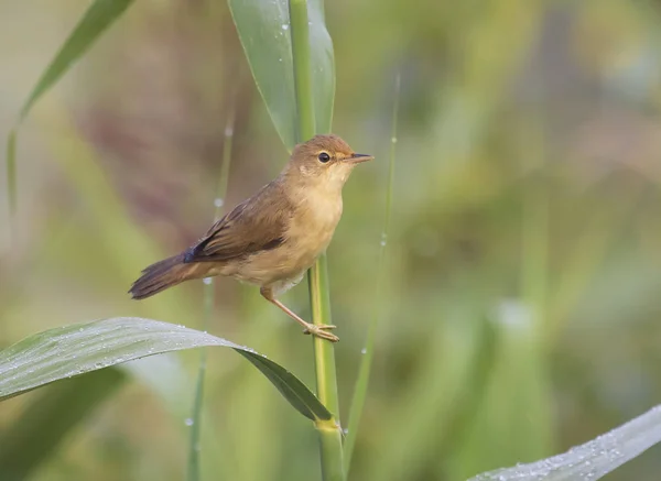 Acrocephalus scirpaceus pájaro cantando en re — Foto de Stock