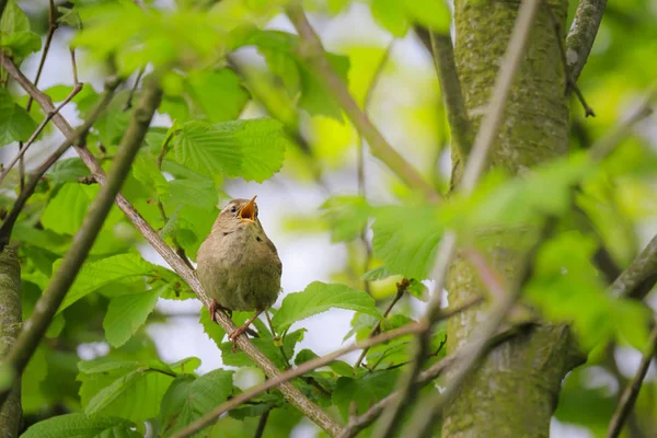 Eurasiske Wren Troglodytes troglodytter fuglesang Vårtid – stockfoto