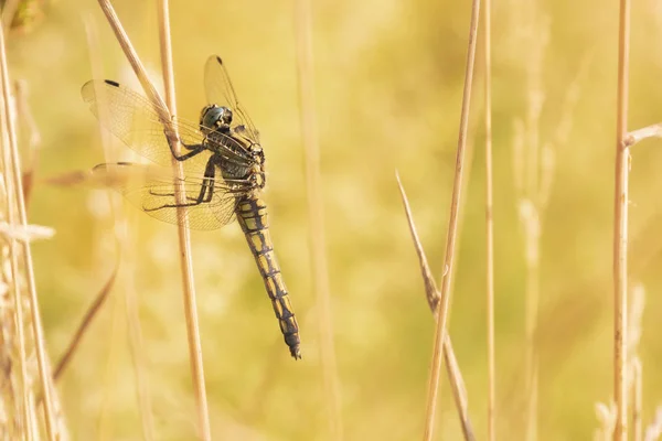 Mulher de cauda preta skimmer, Orthetrum cancellatum, close-up — Fotografia de Stock