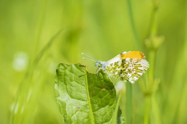 Orange tip butterfly anthocharis cardamines male — Stock Photo, Image