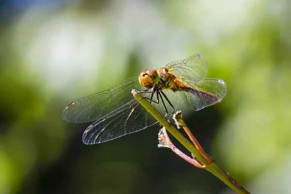 Gros plan d'un dard roux (Sympetrum sanguineum) femelle au repos — Photo