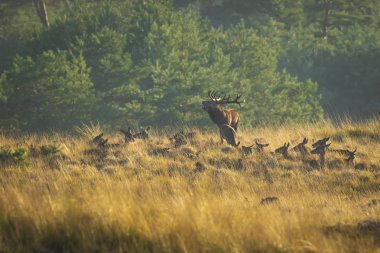 Çiftleşme ve sunse sırasında kükreyen Kızıl geyik cervus elaphus sürüsü