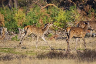 Oynarken Kızıl geyik genç açık kahverengi, cervus elaphus,