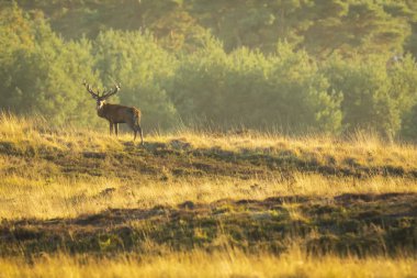 Erkek Kızıl geyik geyik cervus elaphus, günbatımı sırasında çiftleşme