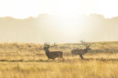 Çiftleşme ve sunse sırasında kükreyen Kızıl geyik cervus elaphus sürüsü