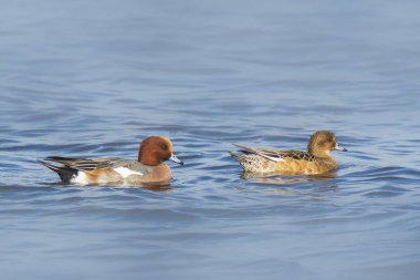 Erkek ve dişi Avrasya wigeon Anas penelope temiz Yüzme 