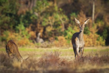 Kadın Kızıl geyik doe veya hind, Cervus elaphus