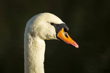 Sessiz kuğu, kuğu rengi Yüzme, karanlık backgrround