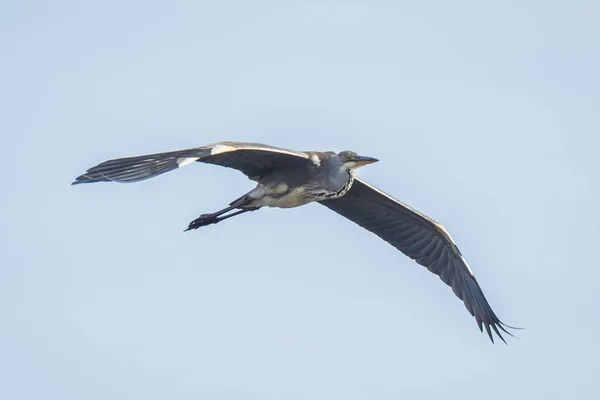 Grande airone blu Ardea herodias volare — Foto Stock