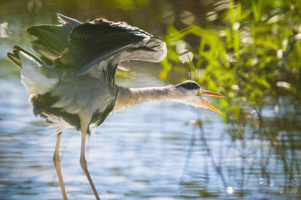 Большая голубая цапля Ardea героев охоты в озере — стоковое фото