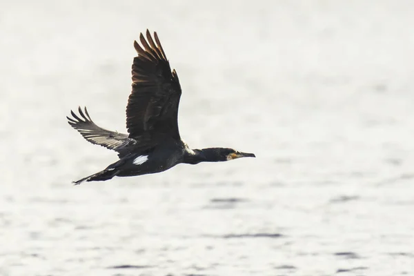 Gran Cormorán Negro, Phalacrocorax carbo, en vuelo —  Fotos de Stock