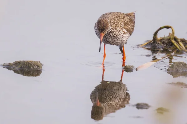 Обыкновенная краснононогая тринга тотанус, кормящаяся на болотах — стоковое фото