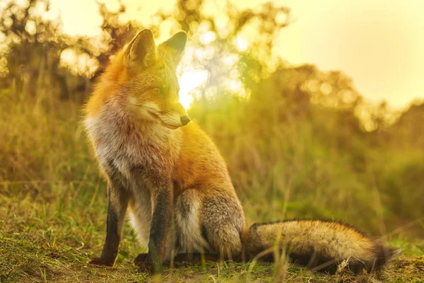 Dziki red fox Vulpes Vulpes wieczorem zachód słońca — Zdjęcie stockowe