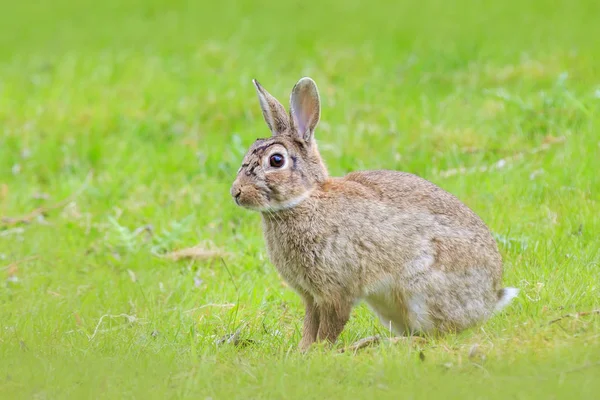 Дикий европейский кролик (Oryctolagus cuniculus) сидит — стоковое фото