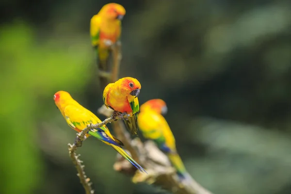 Крупный план солнечного попугая или солнца conure Aratinga solstitialis, bir — стоковое фото