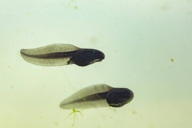 Bir kurbağa yavrusu veya pollywog larva sahne sw doğal sualtı görünümü