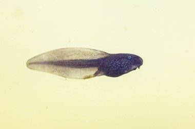 Bir kurbağa yavrusu veya pollywog larva sahne sw doğal sualtı görünümü