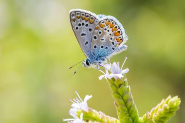 Closeup Tozlaşmayı ortak mavi kelebek (Polyommatus icarus)