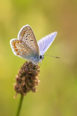 Dinlenme ortak mavi kelebek, Polyommatus icarus,