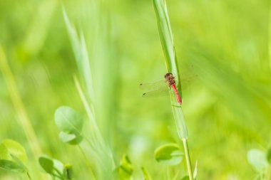 Kırmızı erkek ortak bir yeşil dinlenme Pasifik'ten oğlan (Sympetrum striolatum)