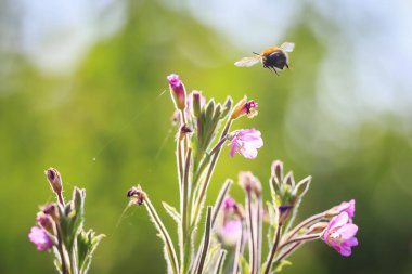 Bal arı böcek tozlaşma