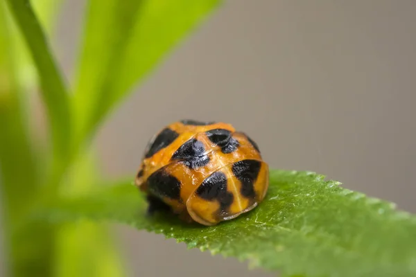 Joaninha larva inseto close-up — Fotografia de Stock