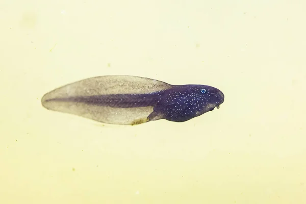 Bir kurbağa yavrusu veya pollywog larva sahne sw doğal sualtı görünümü