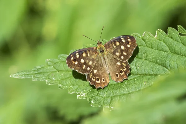 Papillon de bois moucheté Pararge aegeria gros plan — Photo