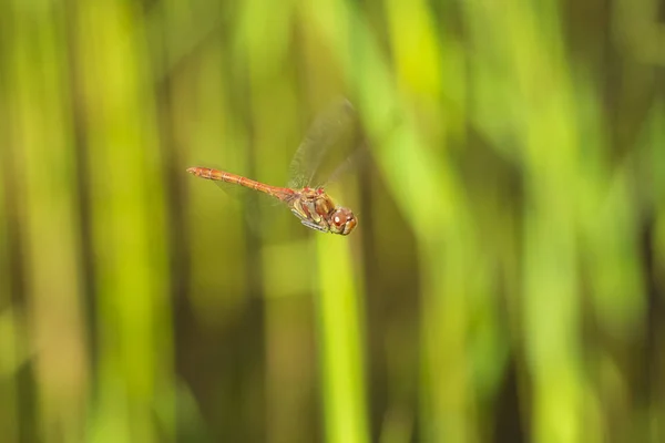 Κοινή dragonfly Ακοντιστής (Sympetrum striolatum) που φέρουν — Φωτογραφία Αρχείου