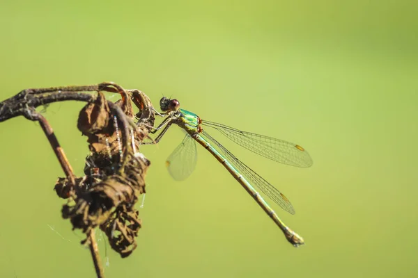 Detalhe close-up de um salgueiro ocidental esmeralda damselfly Chalcoleste — Fotografia de Stock