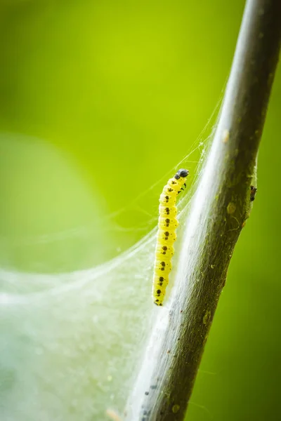 Bir böcek larvaları tırtıllar Yponomeutidae famil, closeup — Stok fotoğraf