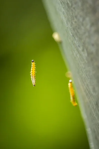 Närbild av en pest larver larver av den Robotskapade famil — Stockfoto