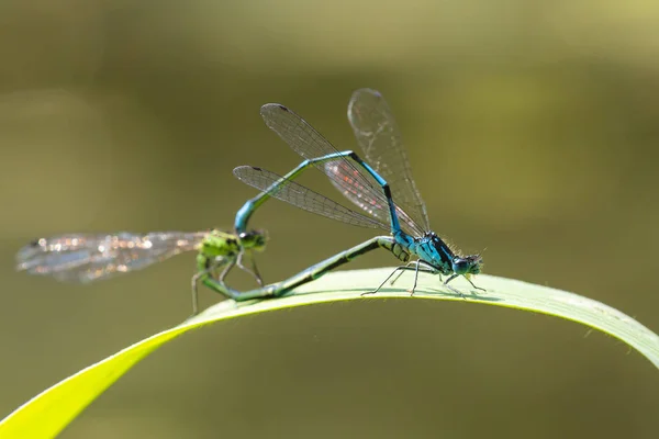 Primo piano di due volpi comuni Ischnura elegans damselmati — Foto Stock