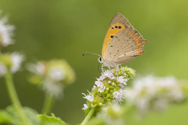 Petit papillon cuivré ou commun, Lycaena phlaeas, accouplement — Photo