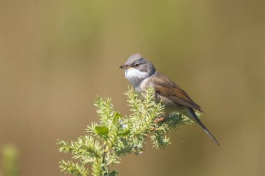 Akgerdan kuş, Sylvia communis, şarkı