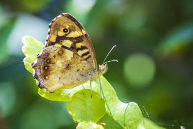Benekli ahşap kelebek Pararge aegeria yan görünüm