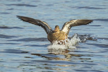 Yaban ördeği uçuş l Anas platyrhynchos dabbling kadın yeşilbaş
