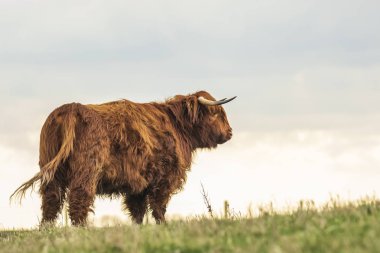 Yayla sığır, İskoç sığır Bos Toros büyük uzun ile doğurmak. 