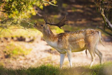 Alageyik Dama Dama geyik Güz